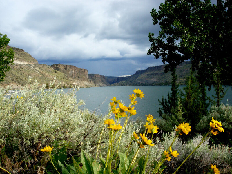 Yellow Flowers by Lake — Dramatic