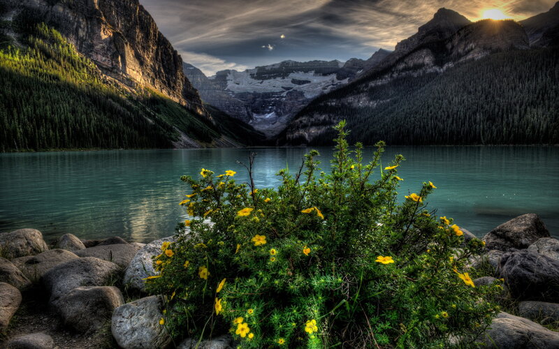 Yellow Flowers by Lake — Green, Dramatic