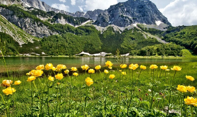 Yellow Flowers by Lake — Green, Serene, Summer, Photograph