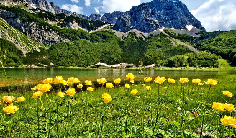 Yellow Flowers by Lake — Green, Serene, Summer
