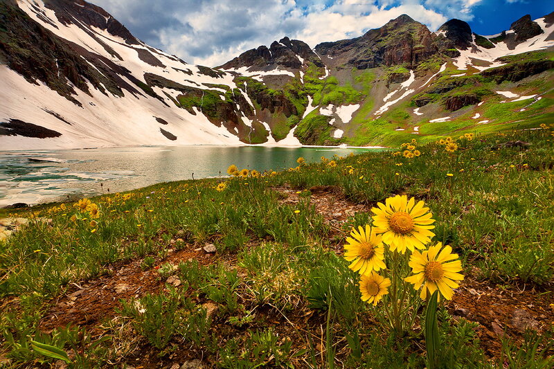 Yellow Flowers by Lake — Green, Serene
