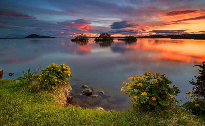 Yellow Flowers by Lake — Orange