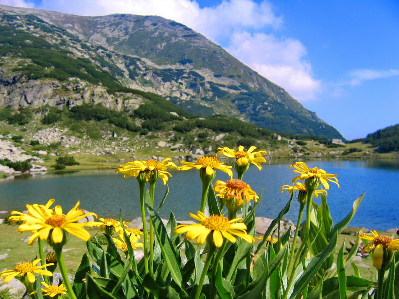 Yellow Flowers by Lake — Serene, Afternoon, Photograph