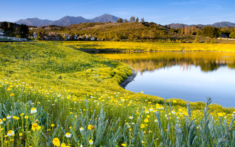 Yellow Flowers by Lake — Serene, Afternoon