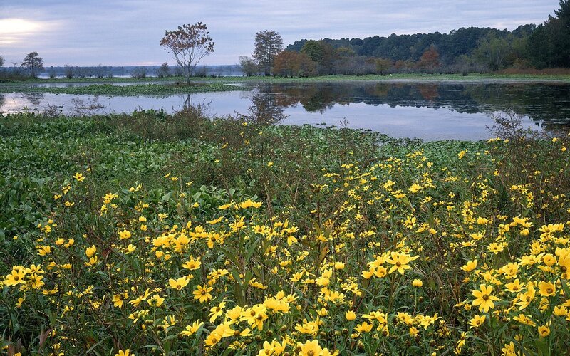 Yellow Flowers by Lake — Serene, Autumn, Photograph