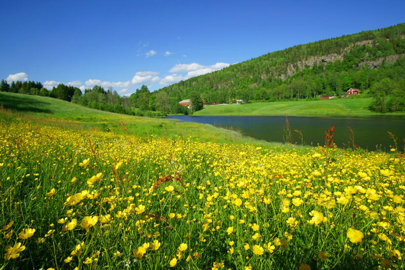 Yellow Flowers by Lake — Serene, Summer