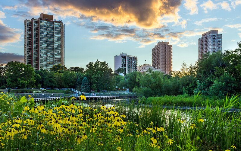 Yellow Flowers by Lake — Serene, Sunset