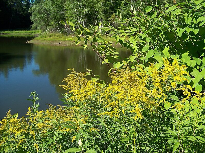 Yellow Flowers by Lake — Serene