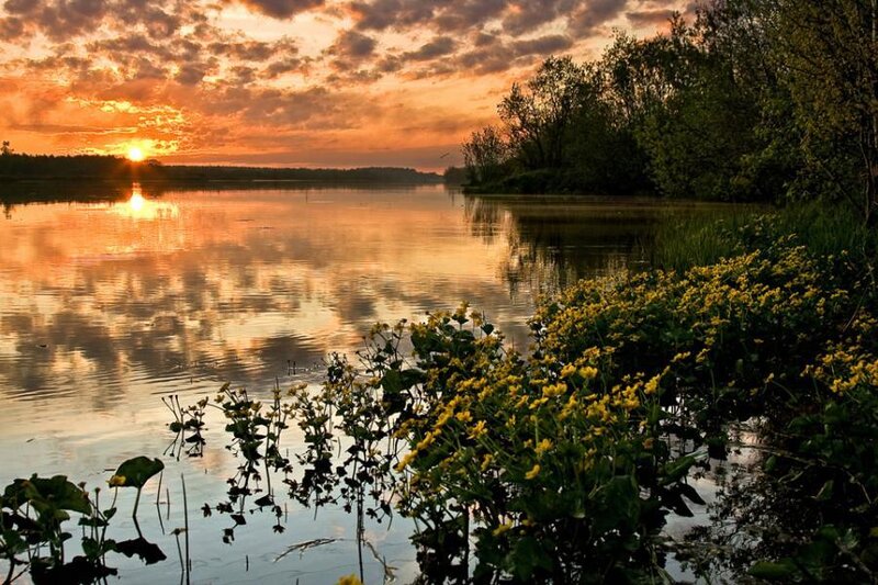 Yellow Flowers by Lake
