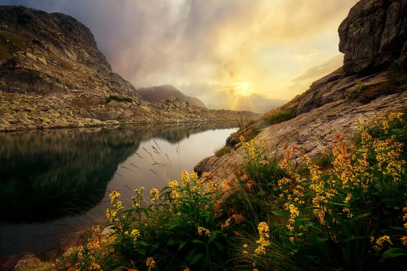 Yellow Flowers by Mountain Lake — Serene