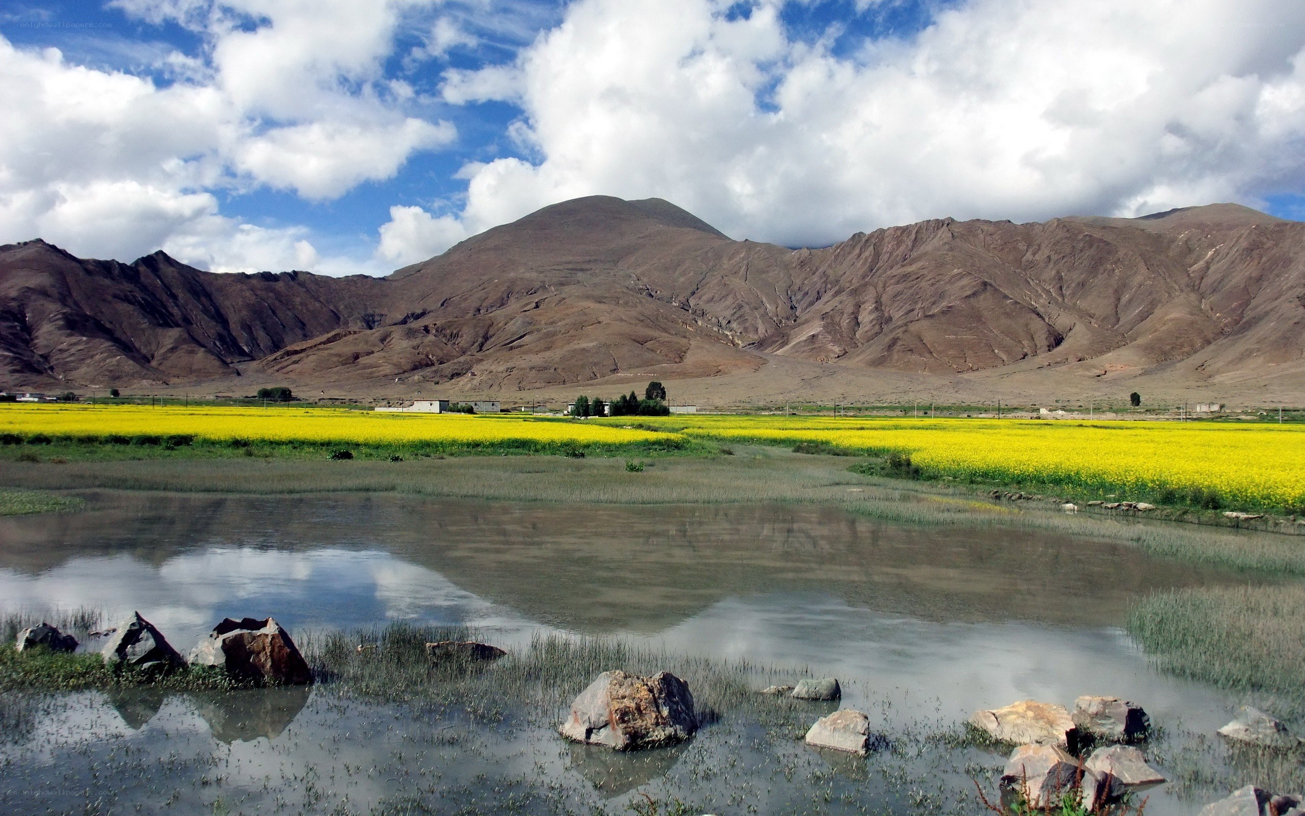 Yellow flowers by mountain lake