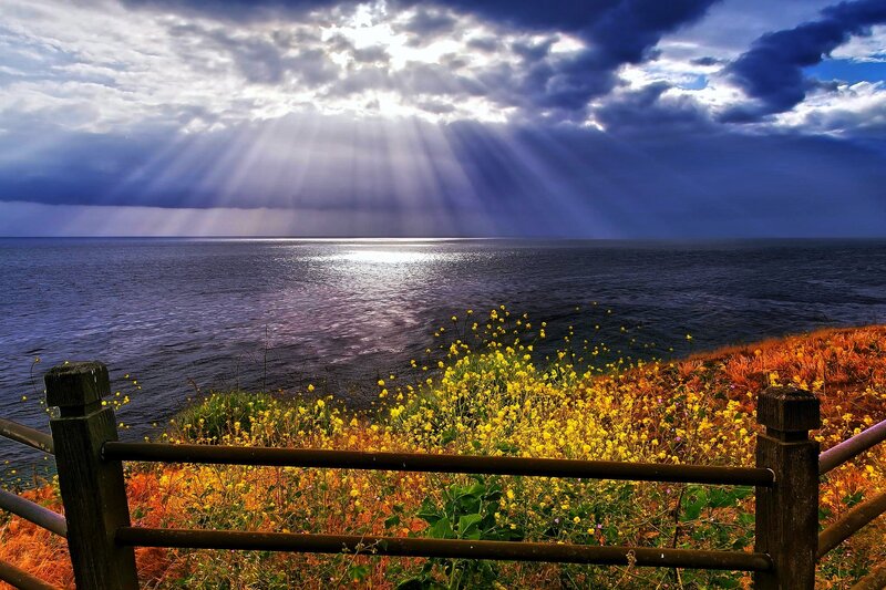 Yellow Flowers by Ocean — Blue