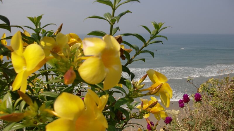Yellow Flowers by Ocean — Serene
