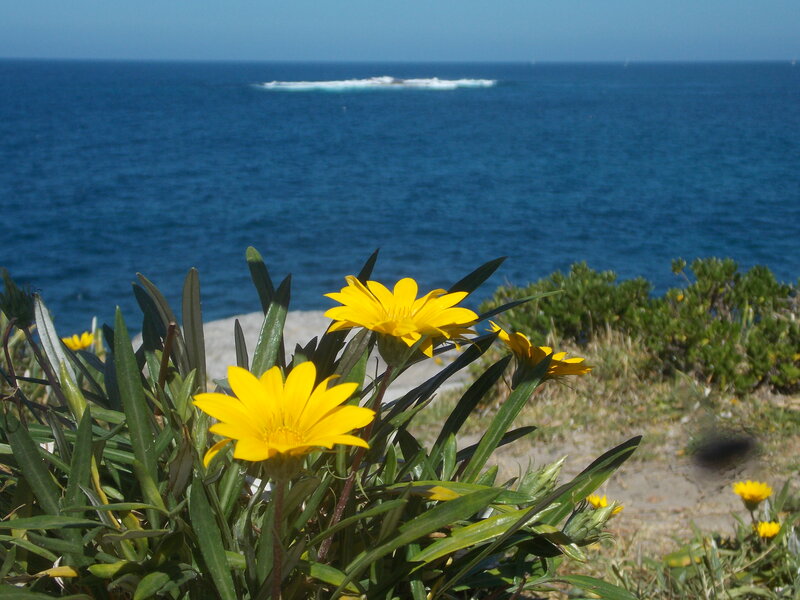 Yellow Flowers by Ocean
