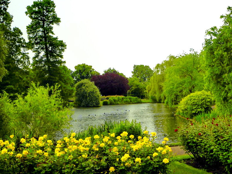 Yellow Flowers by Pond — Green, Serene