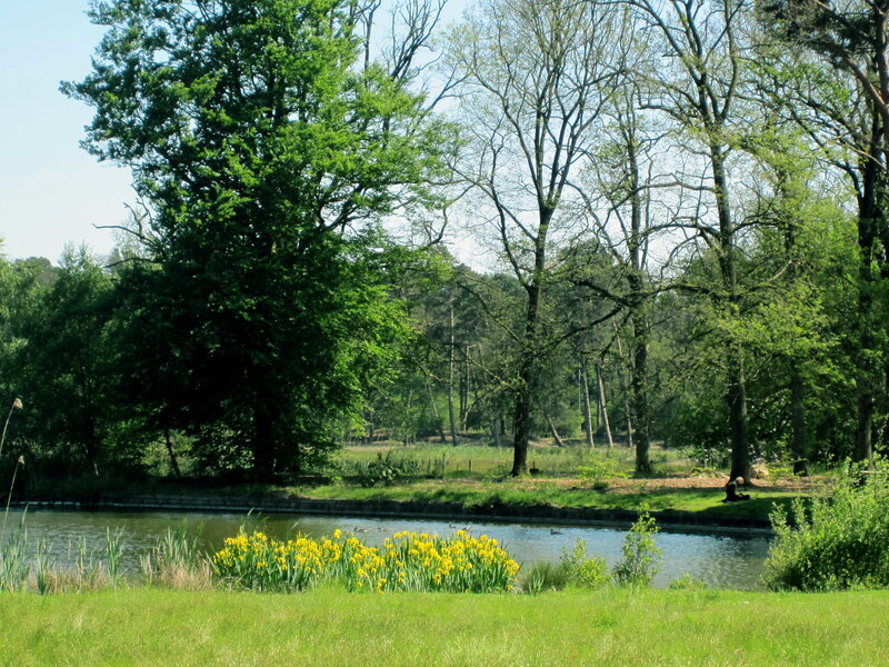 Yellow Flowers by Pond — Green