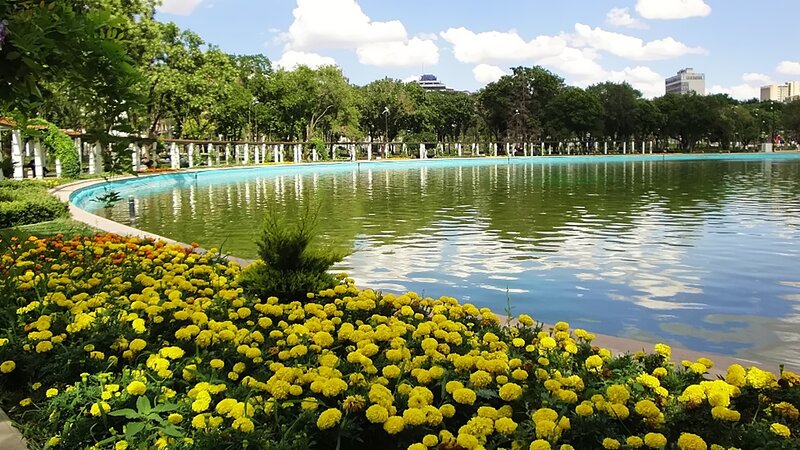 Yellow Flowers by Pond — Serene, Afternoon