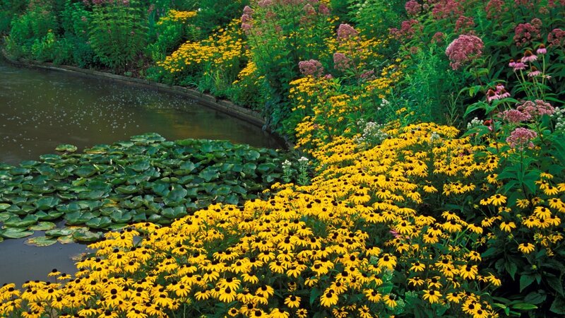 Yellow Flowers by Pond — Serene, Summer