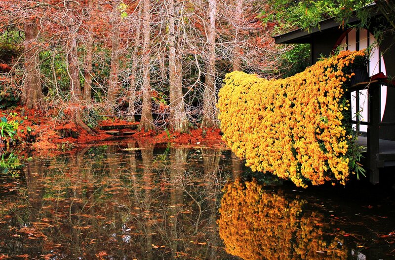 Yellow Flowers by Pond — Serene