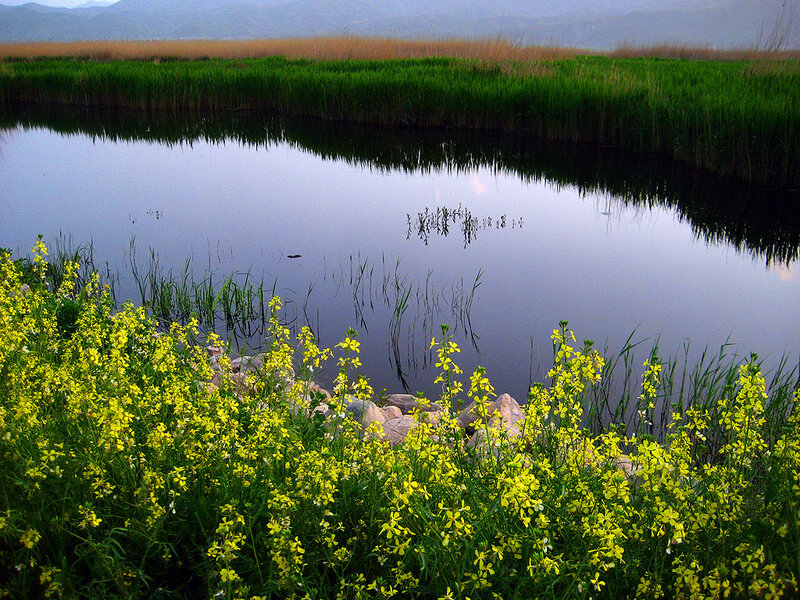 Yellow Flowers by Pond