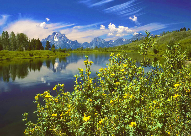 Yellow Flowers by River — Blue