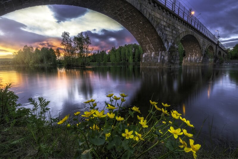 Yellow Flowers by River — Dramatic, Sunset