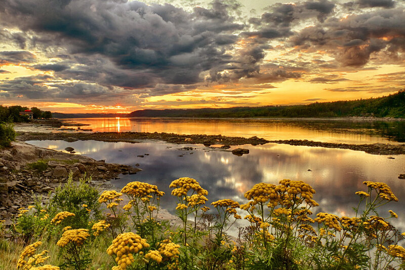 Yellow Flowers by River — Dramatic