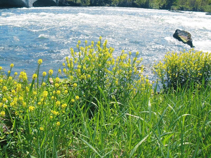 Yellow Flowers by River — Green