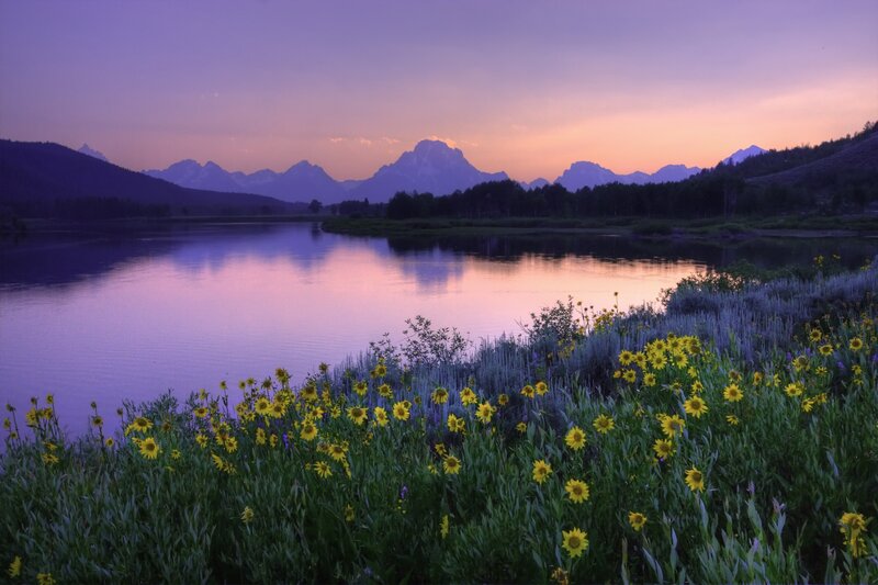 Yellow Flowers by River — Purple