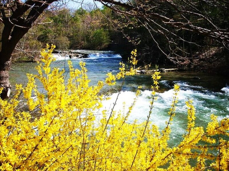 Yellow Flowers by River — Serene, Spring, Photograph