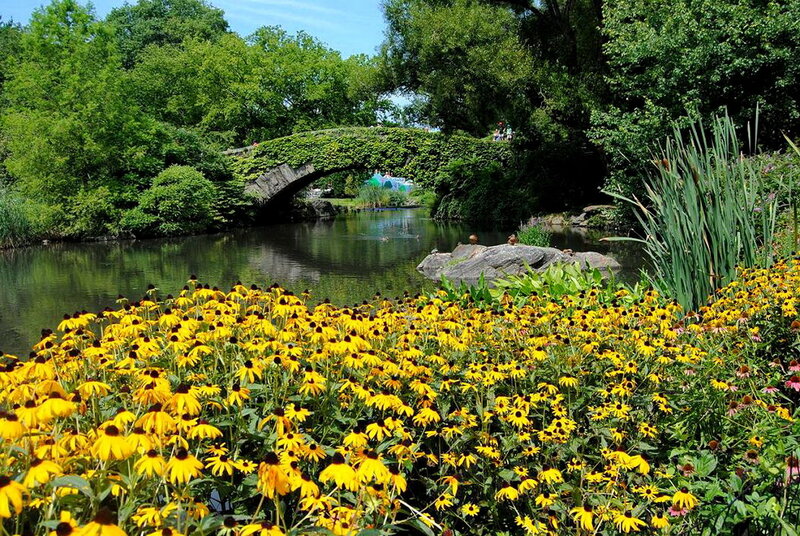 Yellow Flowers by River — Serene