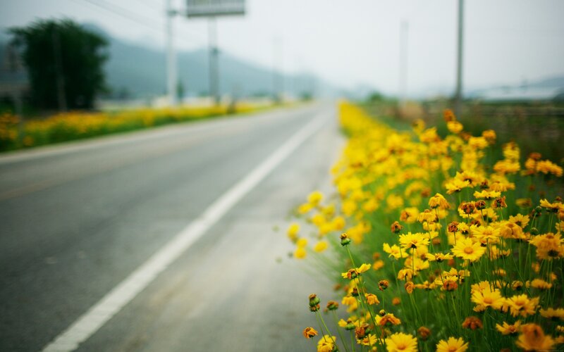 Yellow Flowers by Road