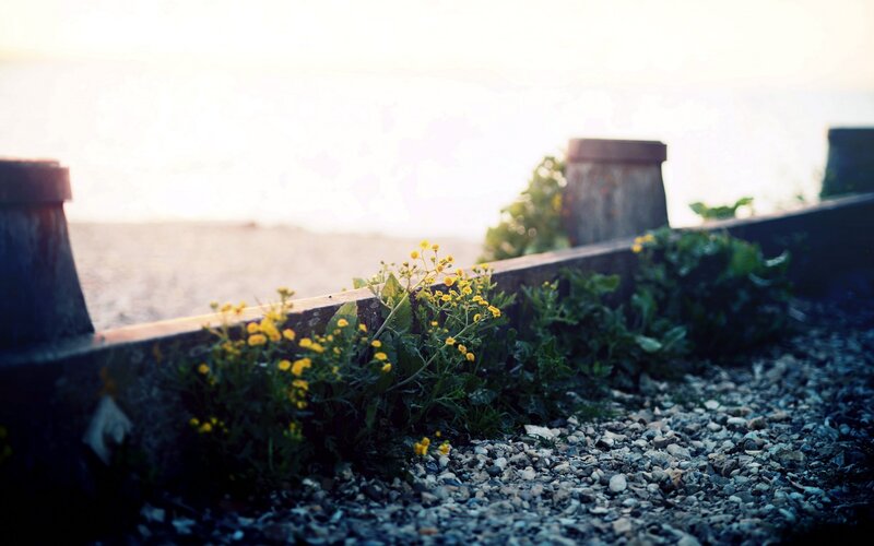 Yellow Flowers by Sea — Serene