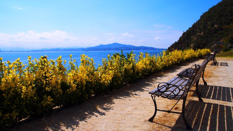 Yellow Flowers by Sea