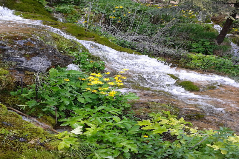 Yellow Flowers by Stream — Green
