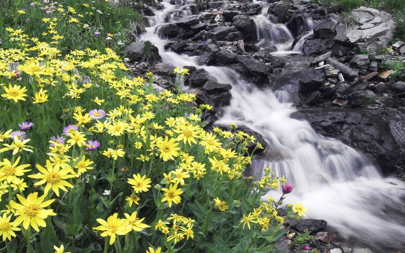 Yellow Flowers by Stream — Serene, Summer, Photograph