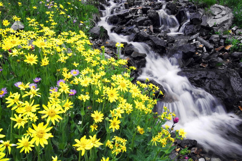 Yellow Flowers by Stream — Serene, Summer