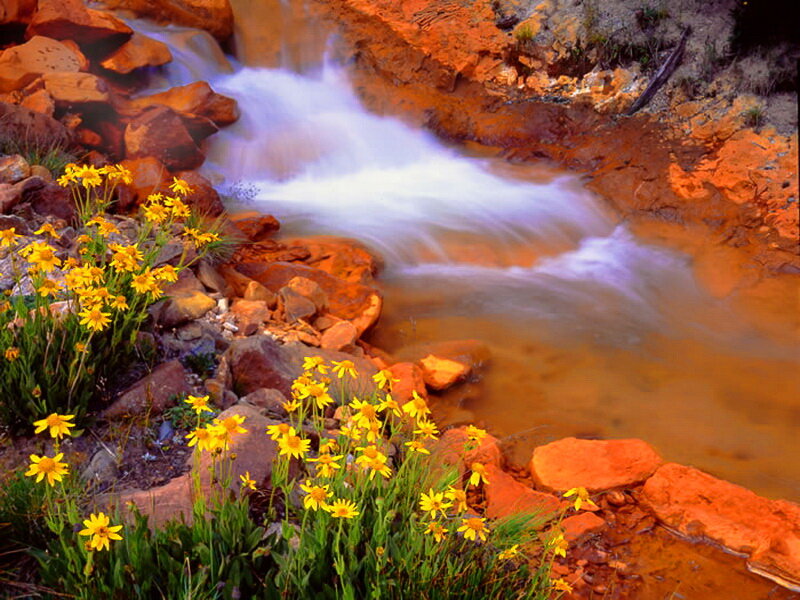 Yellow Flowers by Stream — Serene, Sunset