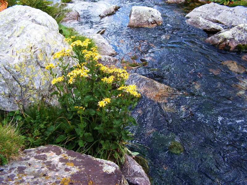 Yellow Flowers by Stream