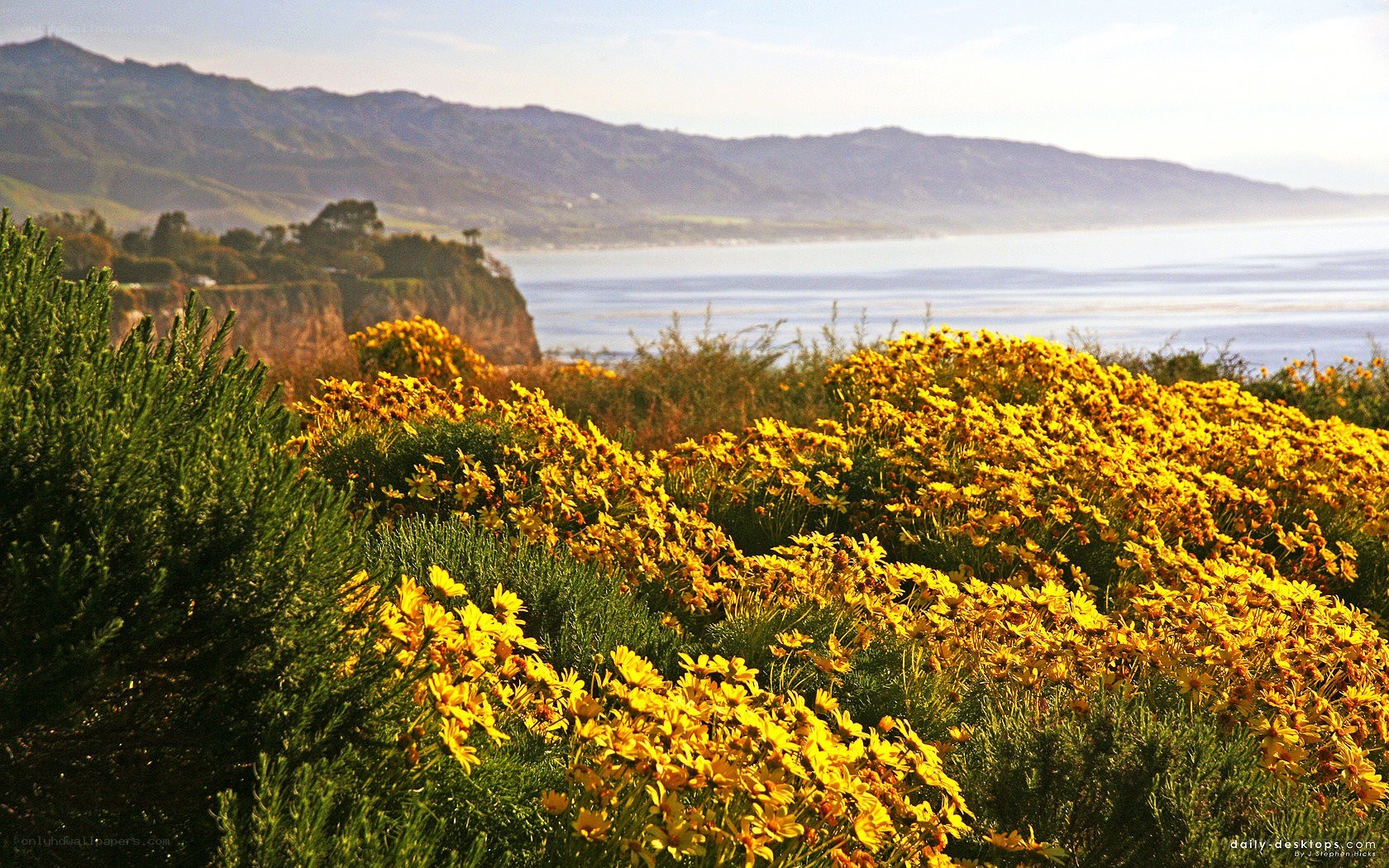 Yellow flowers by the coast
