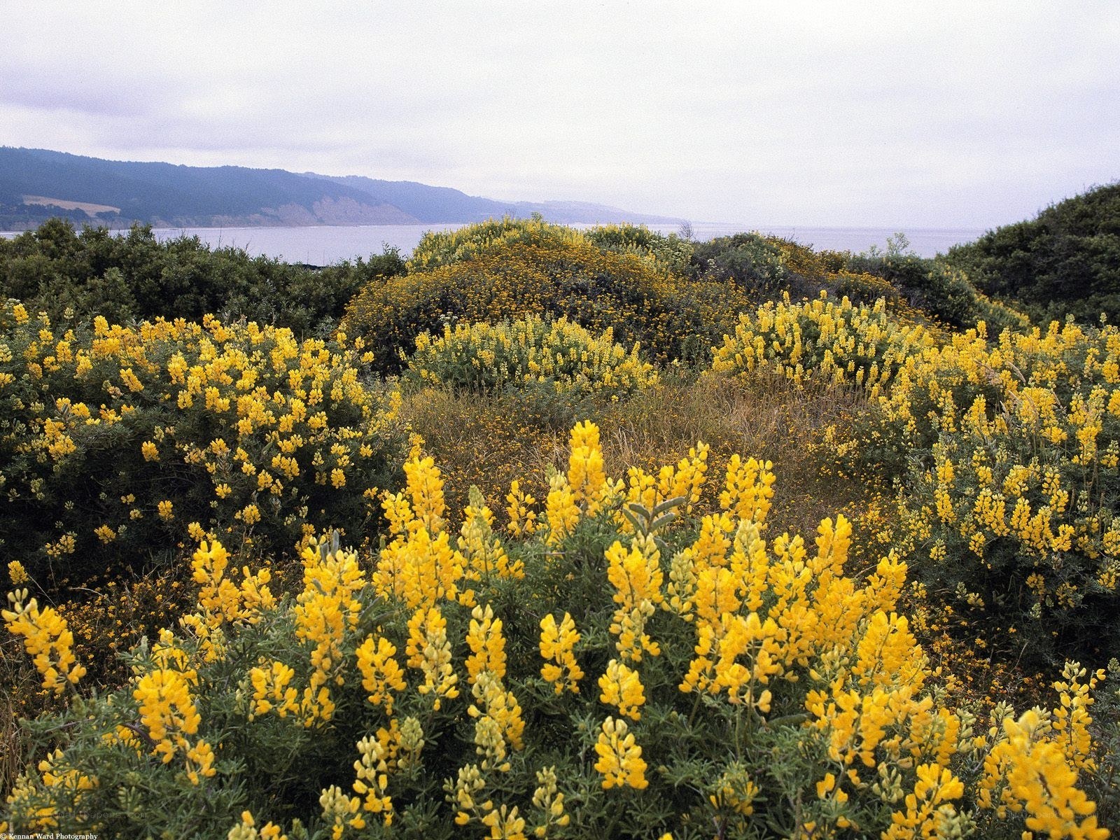 Yellow flowers by the coast