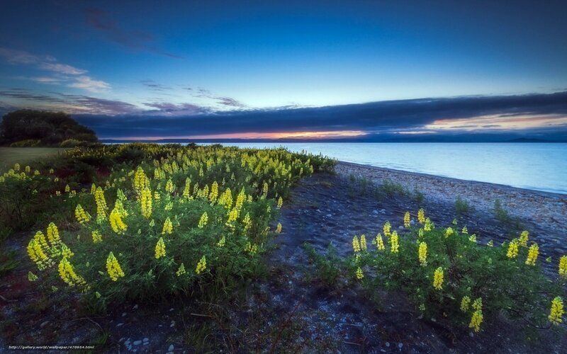 Yellow flowers by the lake at dusk