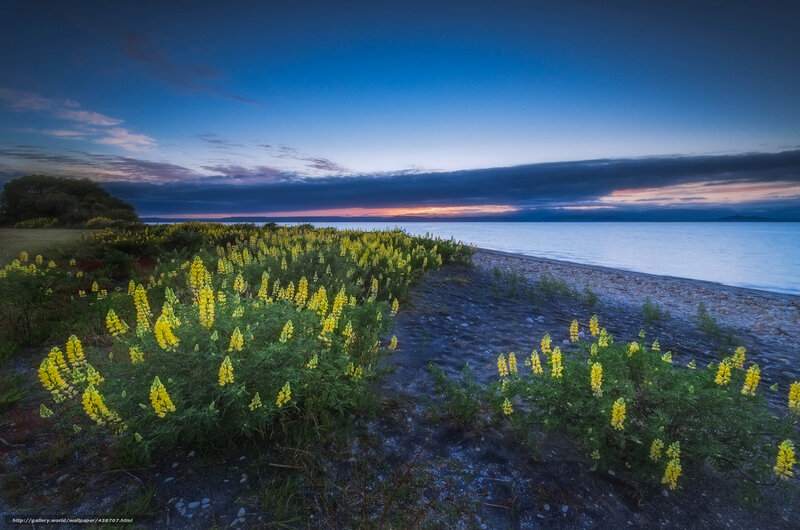 Yellow flowers by the lake at dusk