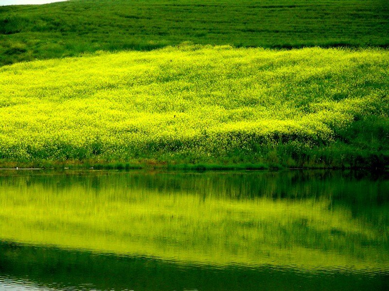Yellow flowers by the lake