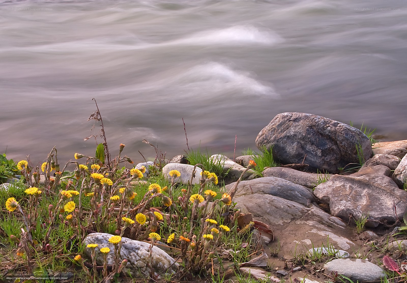 Yellow flowers by the riverbank