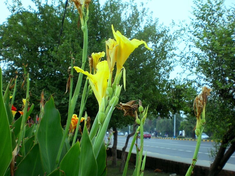 Yellow flowers by the roadside
