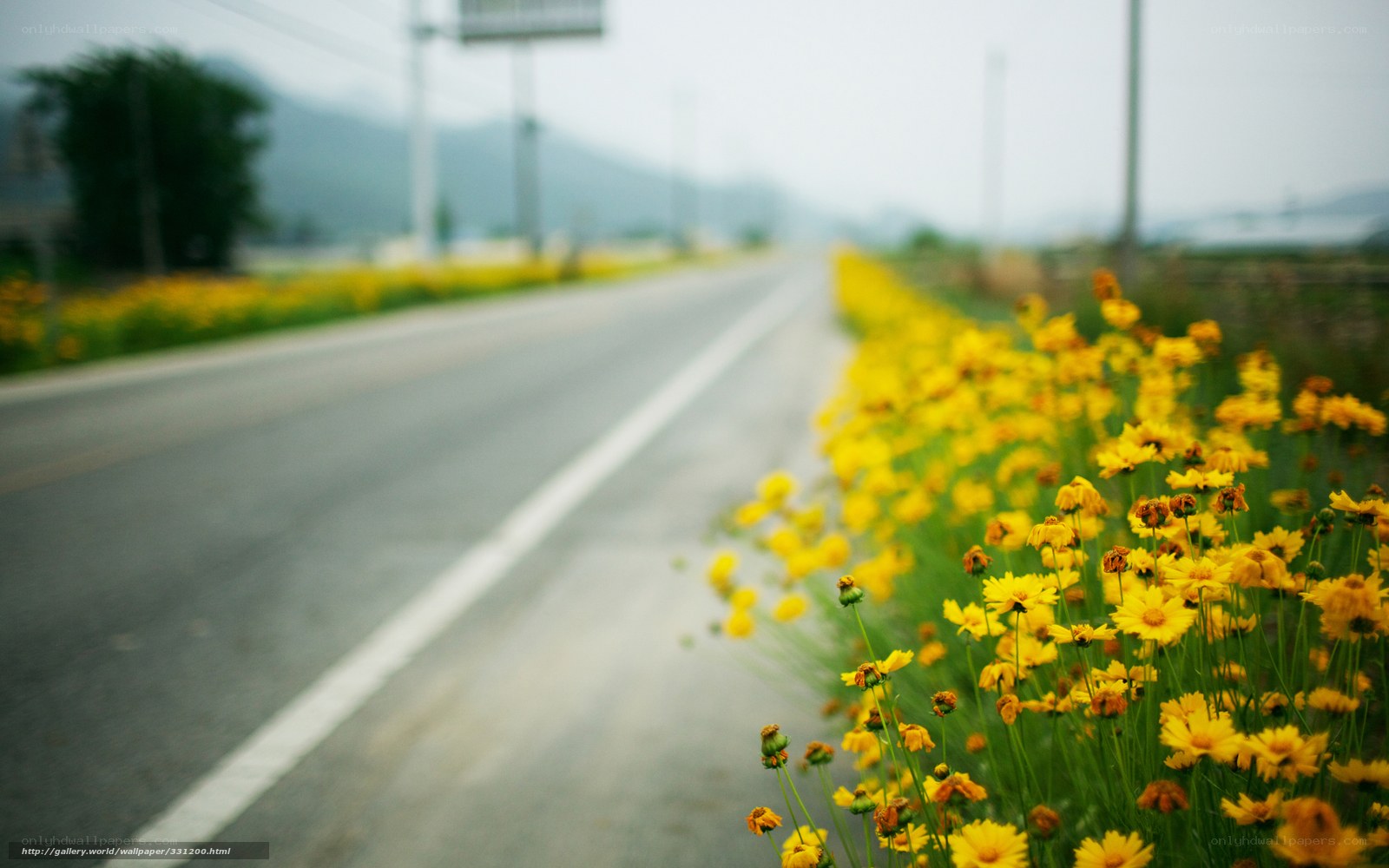 Yellow flowers by the roadside