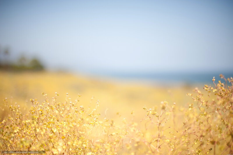 Yellow flowers by the sea