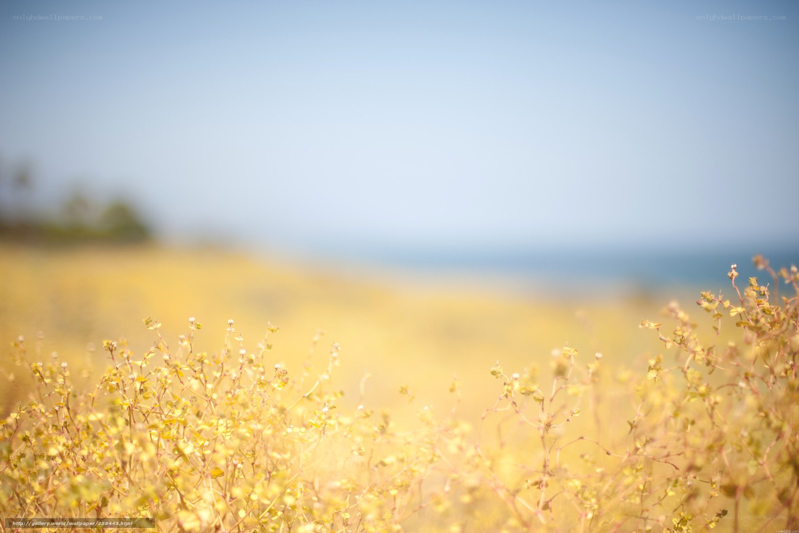 Yellow flowers by the sea