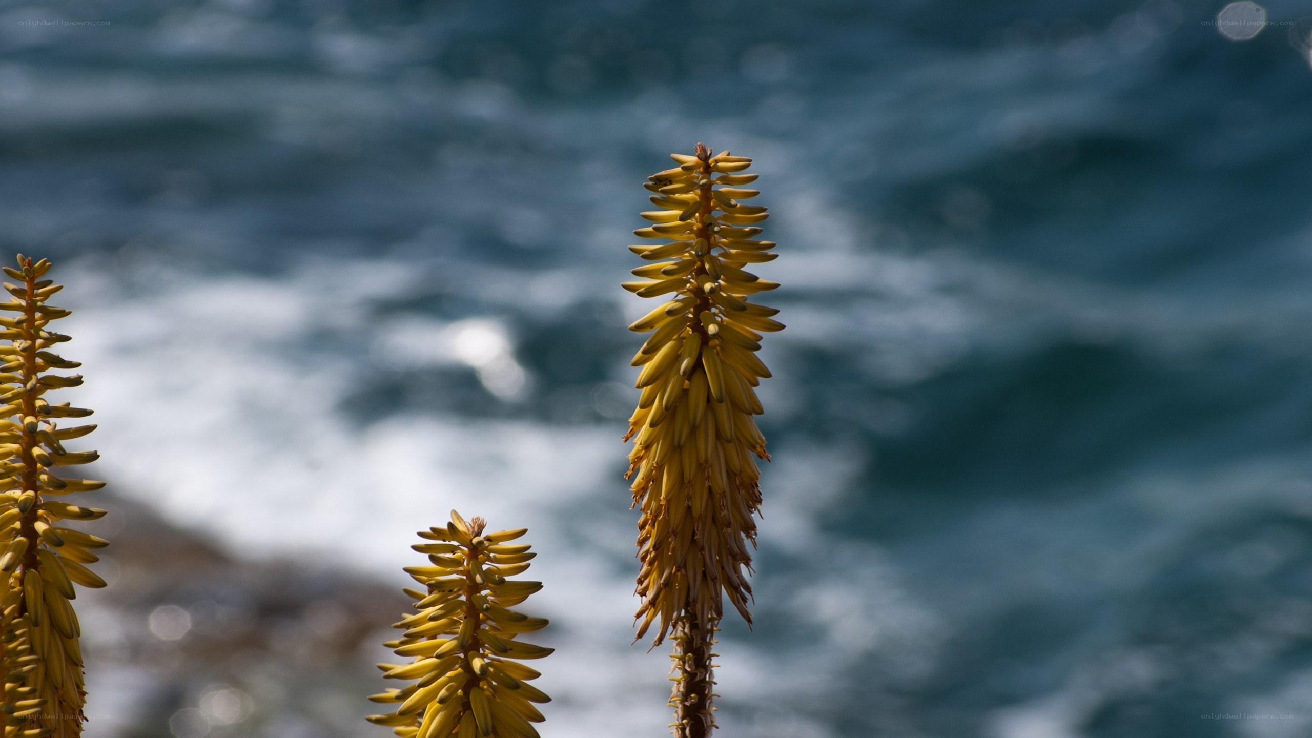 Yellow flowers by the sea